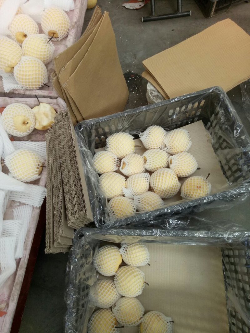 【精品酥梨】陕西酥梨批发，酥梨产地批发，酥梨批发价格，