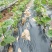 四川苍溪红心猕猴桃苗猕猴桃嫁接苗提供技术指导包品种