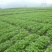 赤溪花生闽东土特产伴手礼