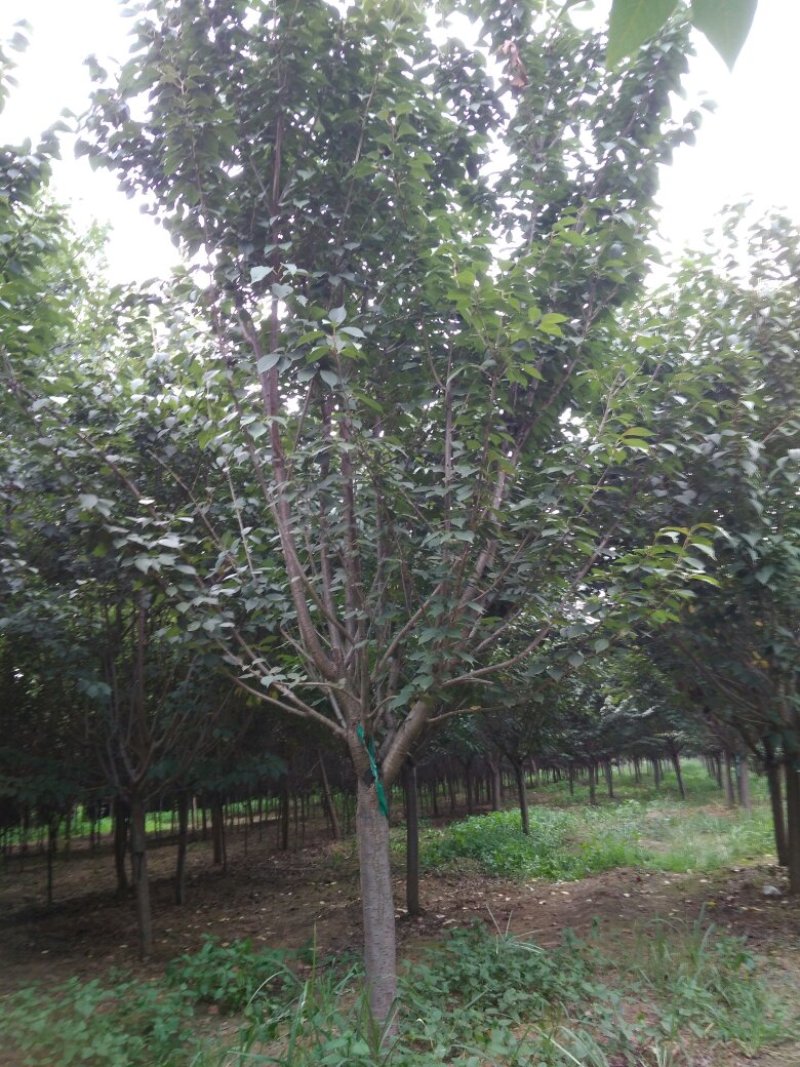 樱花，8公分樱花，9公分樱花10公分，日本晚樱