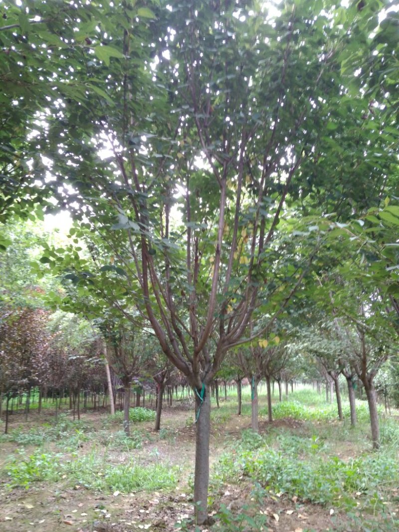 樱花，8公分樱花，9公分樱花10公分，日本晚樱