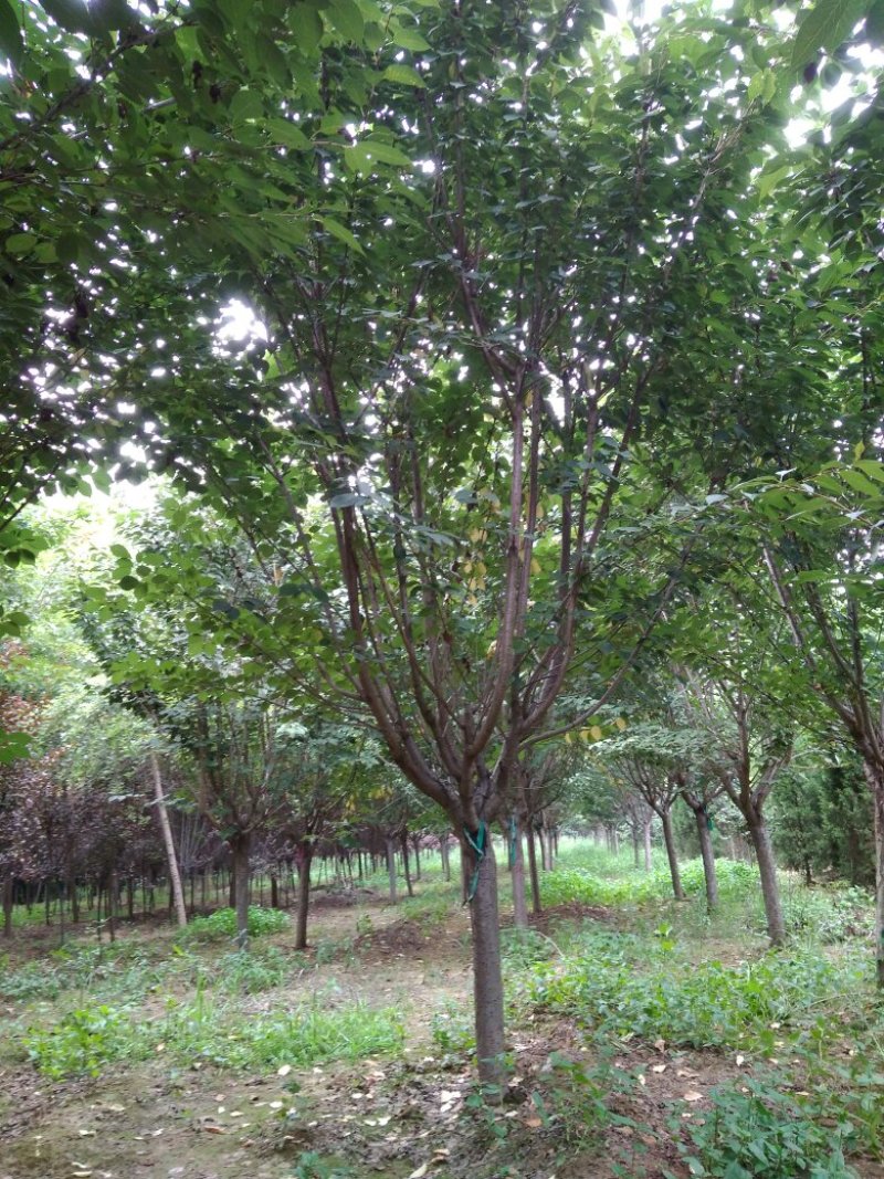 樱花，8公分樱花，9公分樱花10公分，日本晚樱
