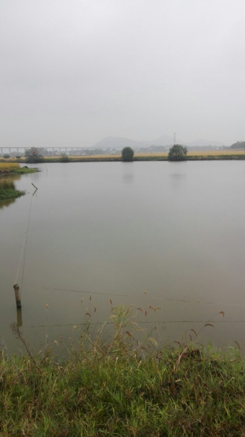 稻田