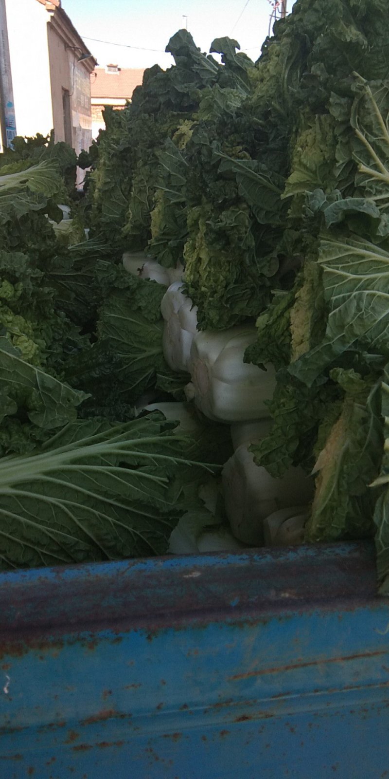 北京新三号白菜