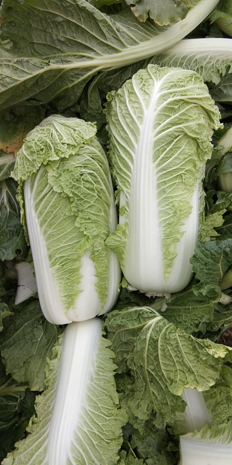 北京新三号白菜