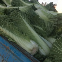 北京新三号白菜
