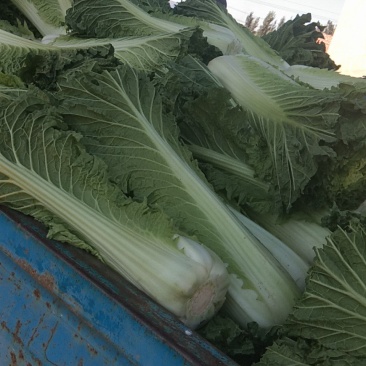 北京新三号白菜