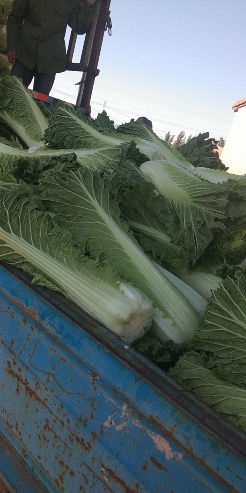 北京新三号白菜