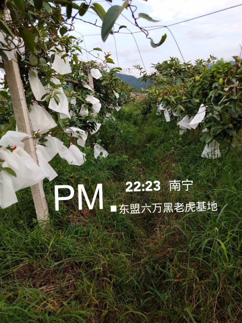 布福娜树苗黑老虎果苗血藤果苗新品种包邮出售中