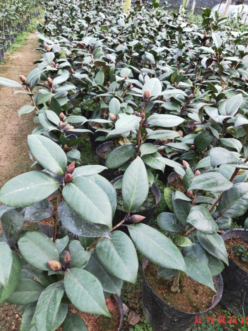 精品红叶贝拉茶花