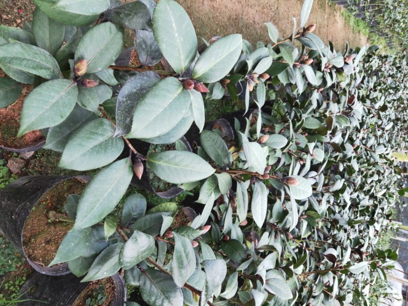 精品红叶贝拉茶花