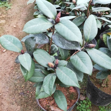 精品红叶贝拉茶花