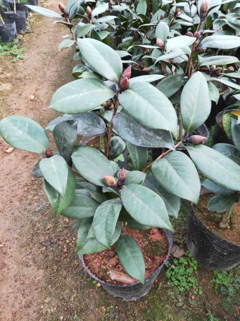 精品红叶贝拉茶花