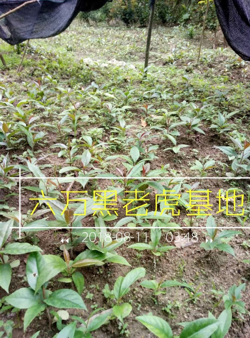 六万黑老虎来宾分基地布福娜2年苗2020年供苗中