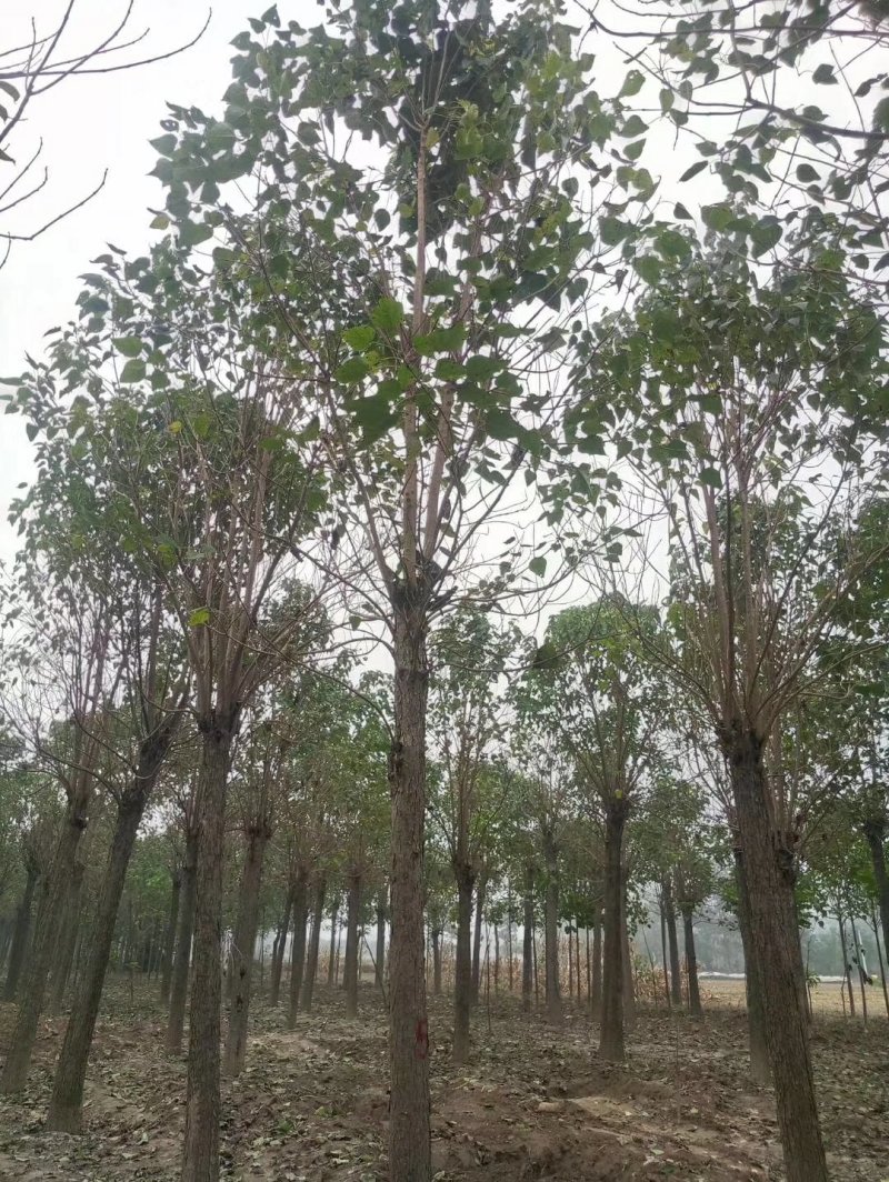 秋树
