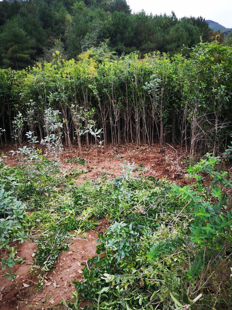 桂花树