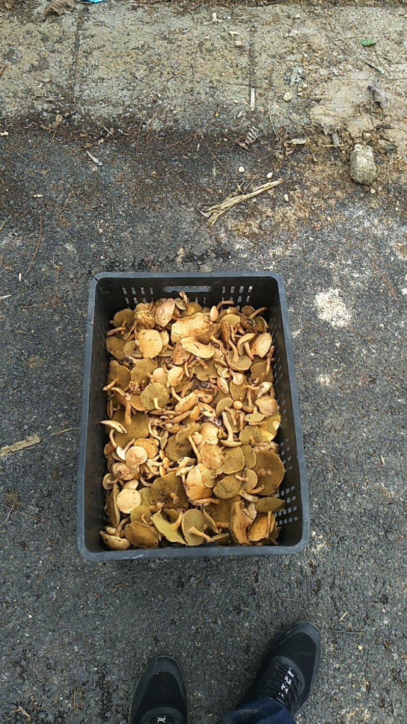 新鲜野生菌黄牛肝菌红乳牛肝菌
