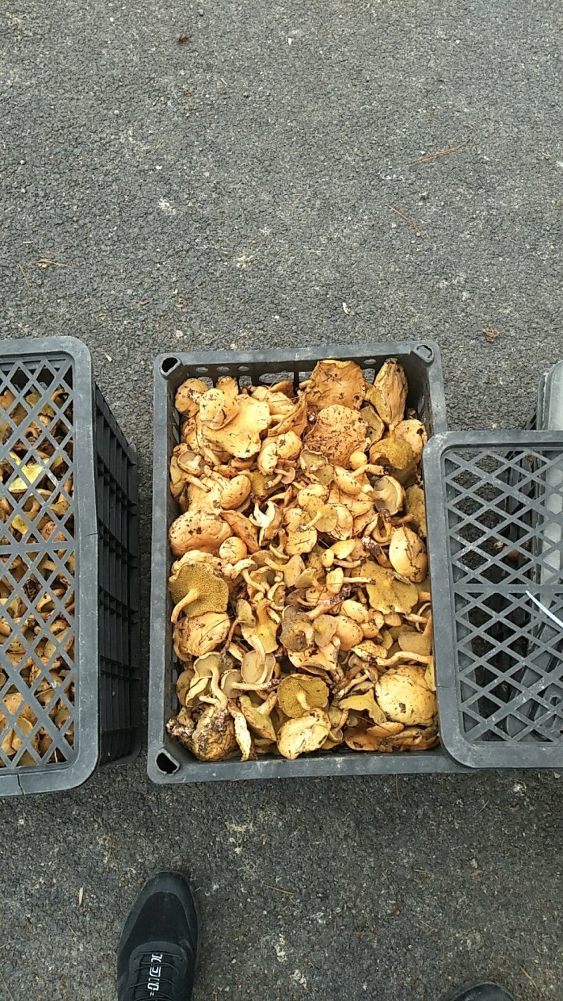 新鲜野生菌黄牛肝菌红乳牛肝菌