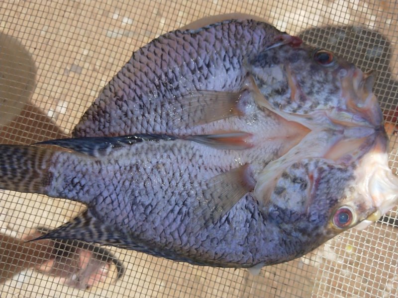 新鲜野生桂鱼，鳜鱼，桂花鱼，