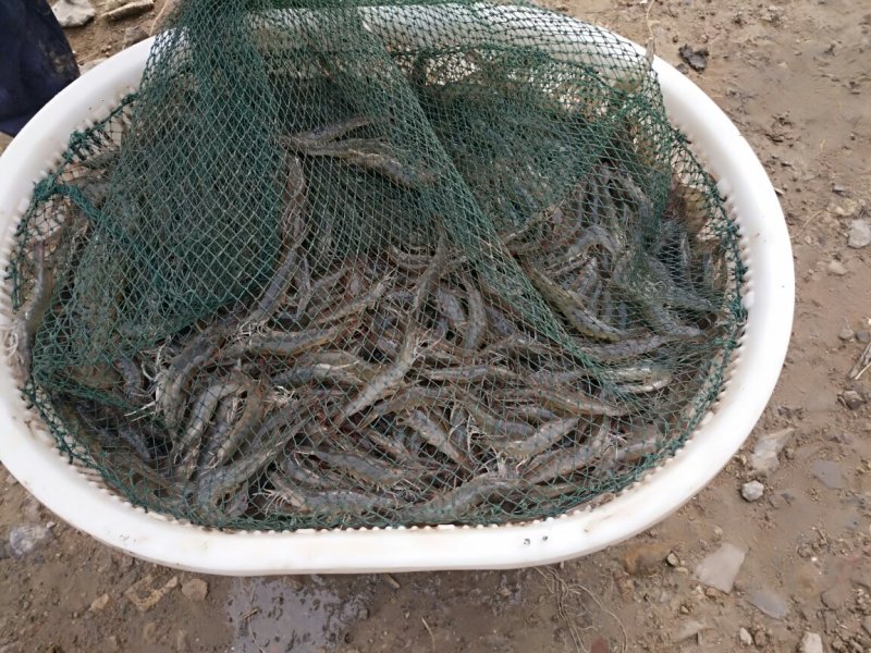 南美白对虾，烤虾干