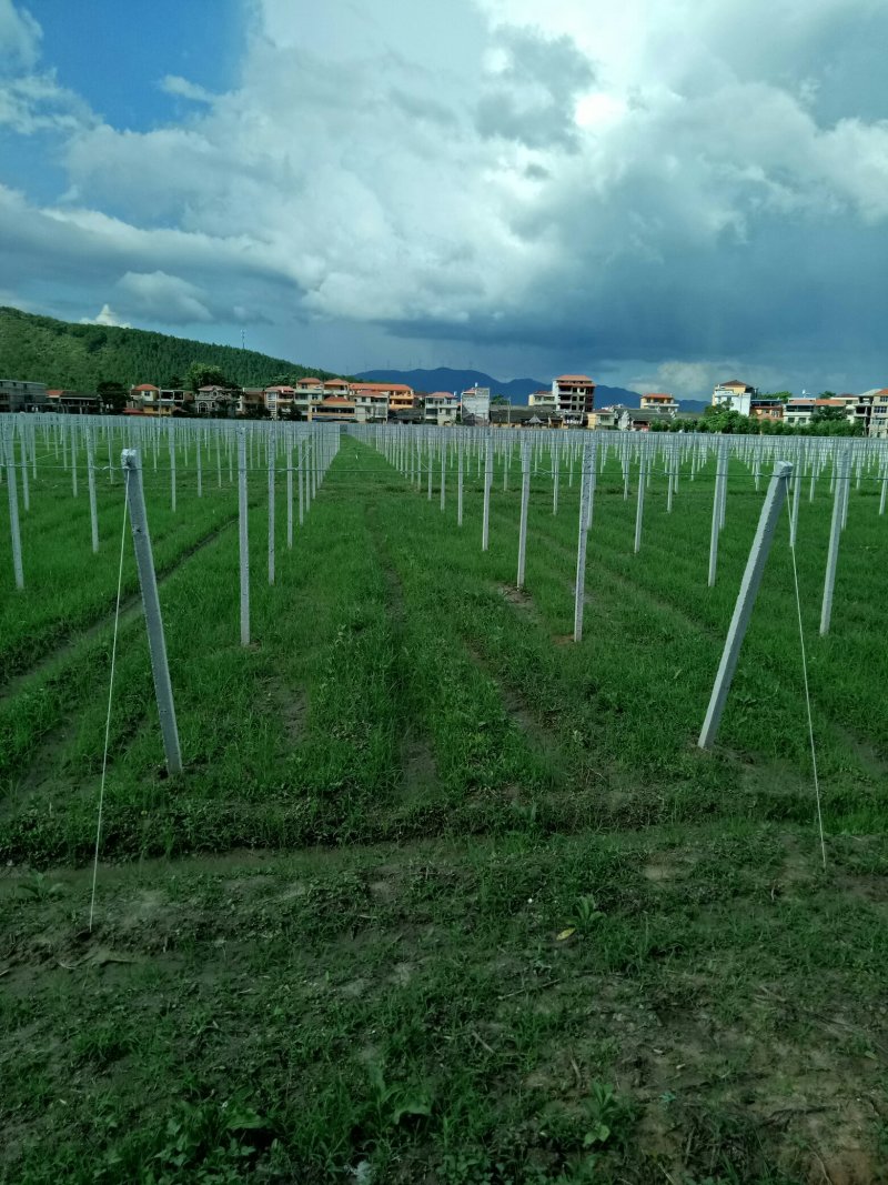 水泥立柱规格可以定制专业搭建葡萄避雨棚！八月瓜架子