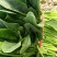 波菜