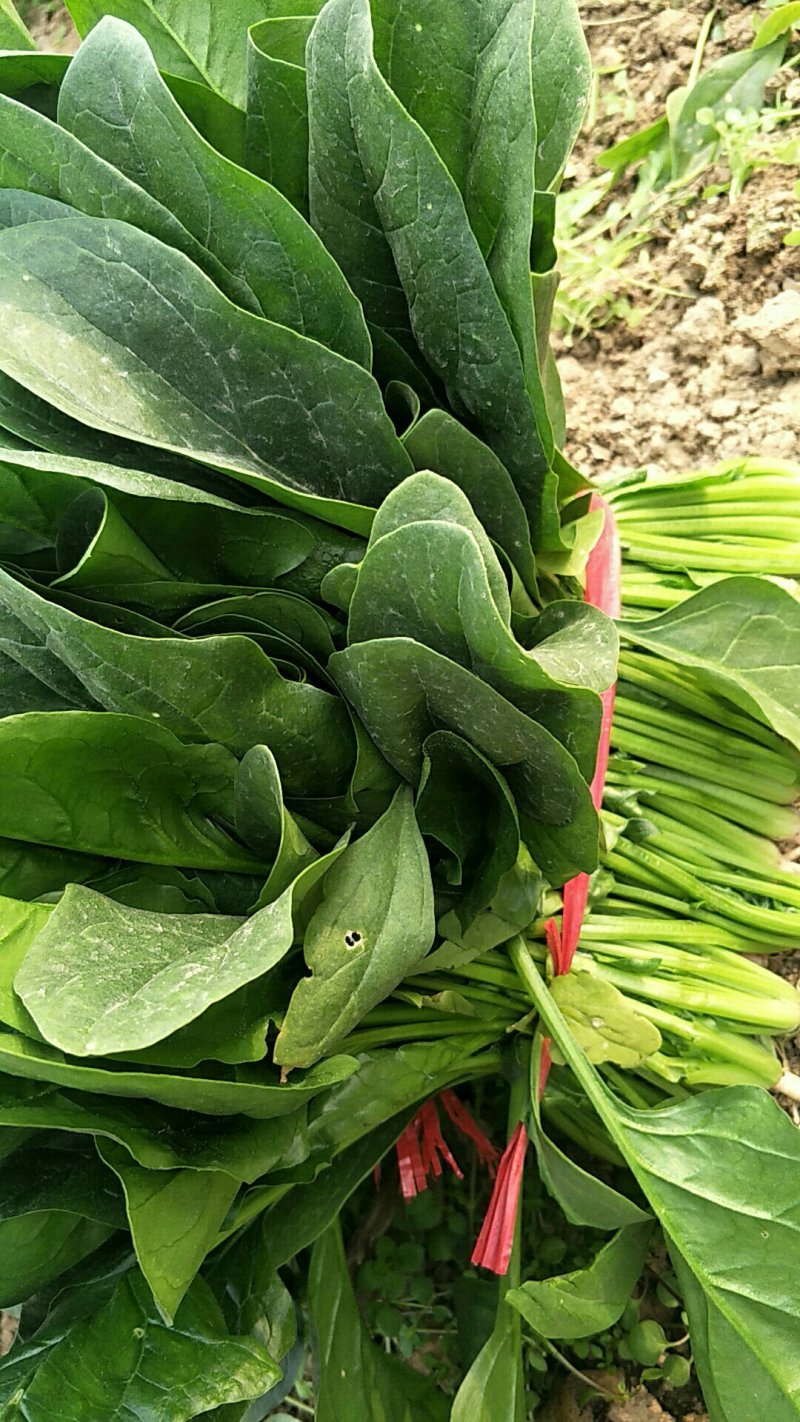 波菜