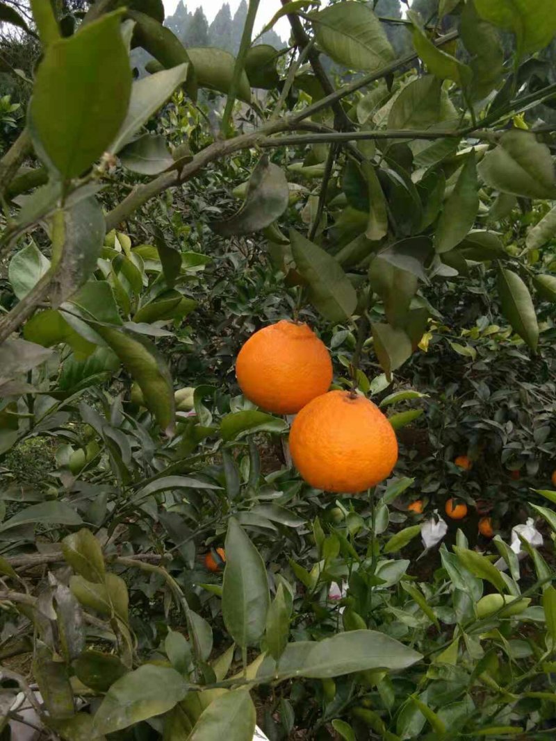 爱媛