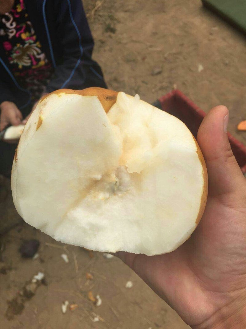 富硒梨进口品种！纯正脆甜，汁多，果核儿小！优良品质。