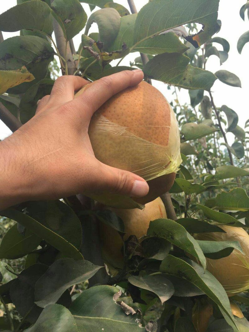 富硒梨进口品种！纯正脆甜，汁多，果核儿小！优良品质。