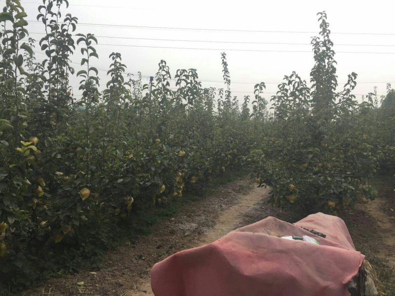 富硒梨进口品种！纯正脆甜，汁多，果核儿小！优良品质。
