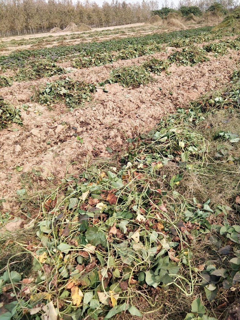 今天挖红薯红皮白瓤