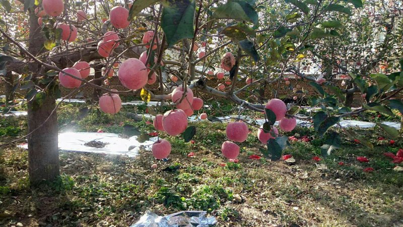 吉县红富士苹果产地直发