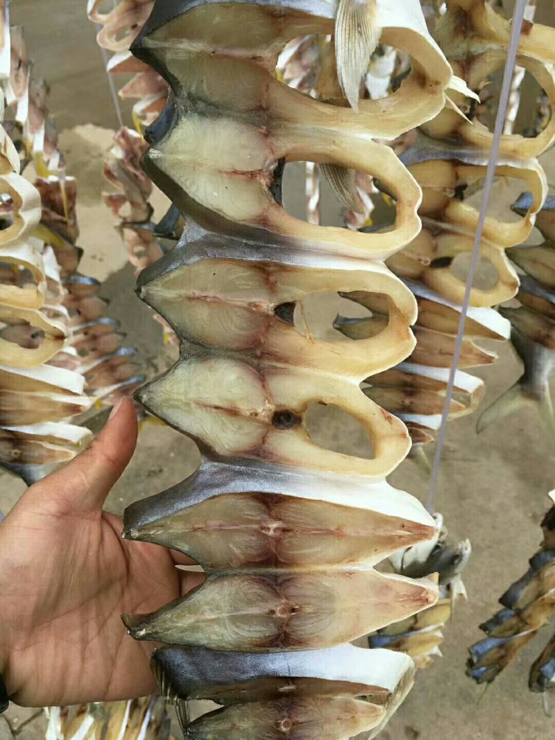 金鲳鱼