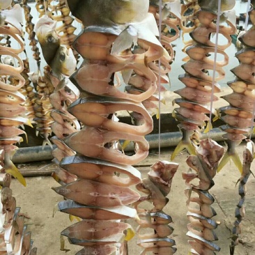 金鲳鱼