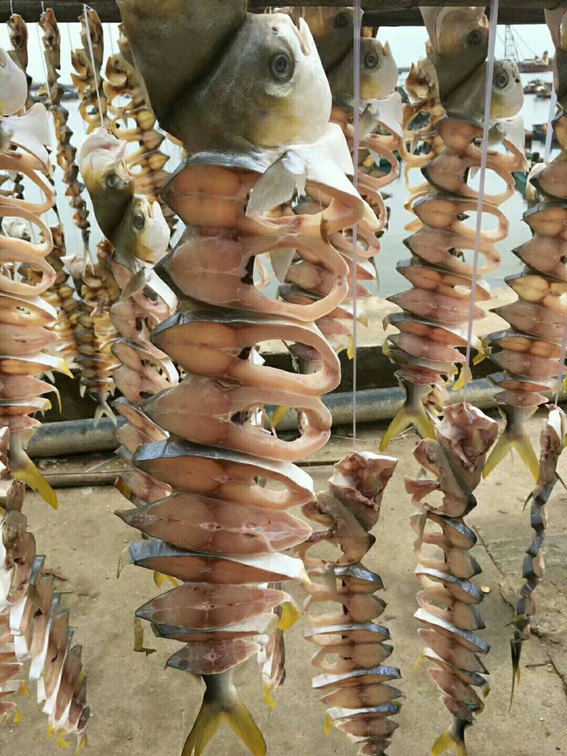 金鲳鱼
