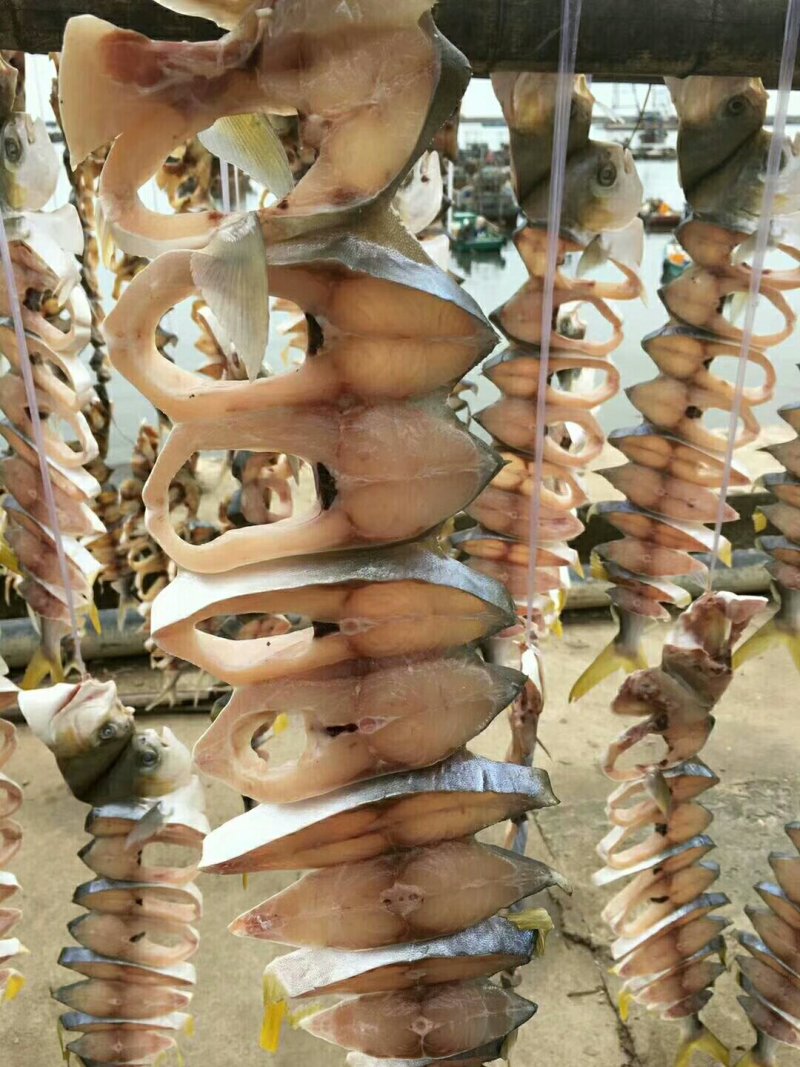 金鲳鱼