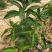 四季芒果苗(美植袋大苗)