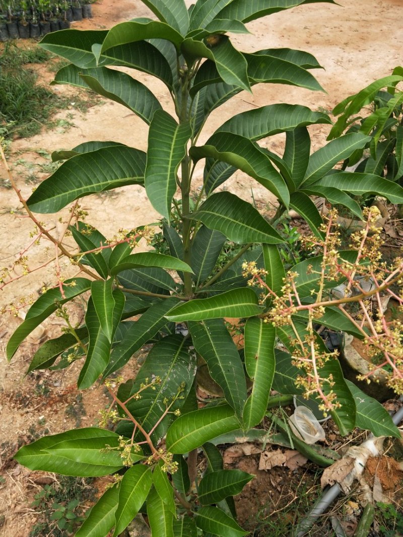 四季芒果苗(美植袋大苗)