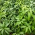 四季芒果苗(美植袋大苗)