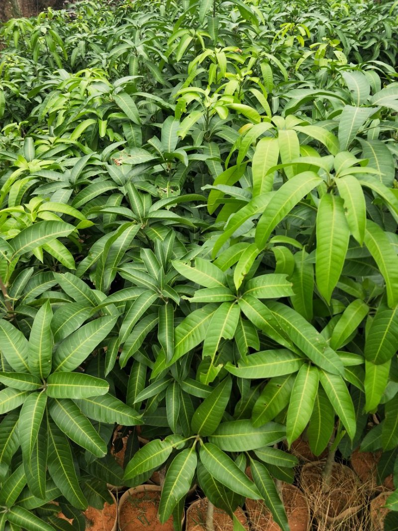 四季芒果苗(美植袋大苗)