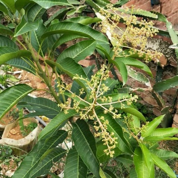 四季芒果苗(美植袋大苗)