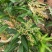 四季芒果苗(美植袋大苗)