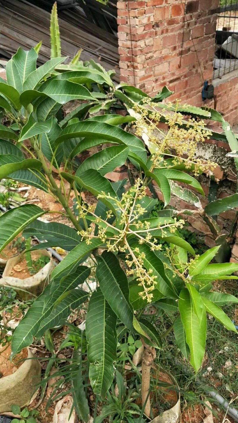 四季芒果苗(美植袋大苗)
