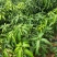 四季芒果苗(美植袋大苗)