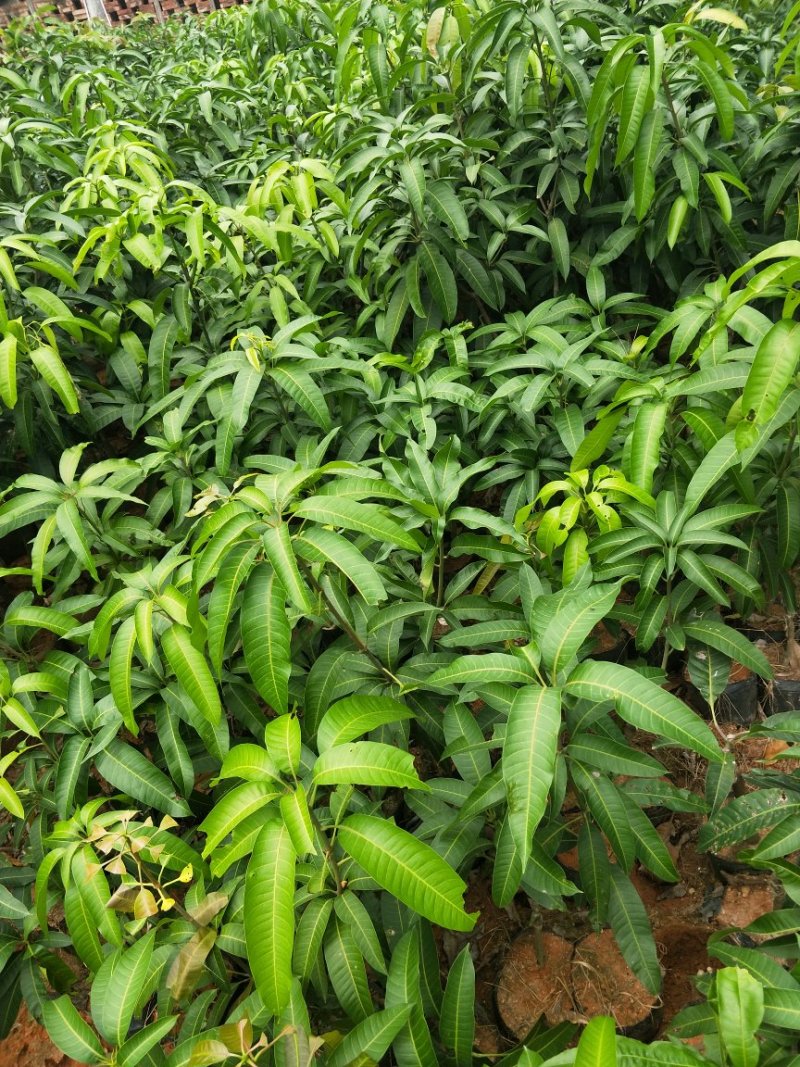 四季芒果苗(美植袋大苗)