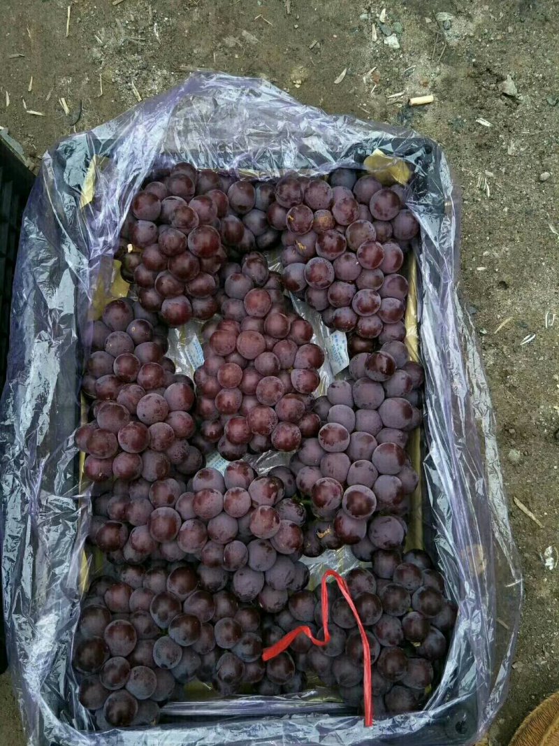 （热卖）葡萄库存巨峰葡萄质量保证价格便宜