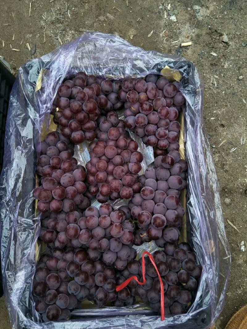 （热卖）葡萄库存巨峰葡萄质量保证价格便宜