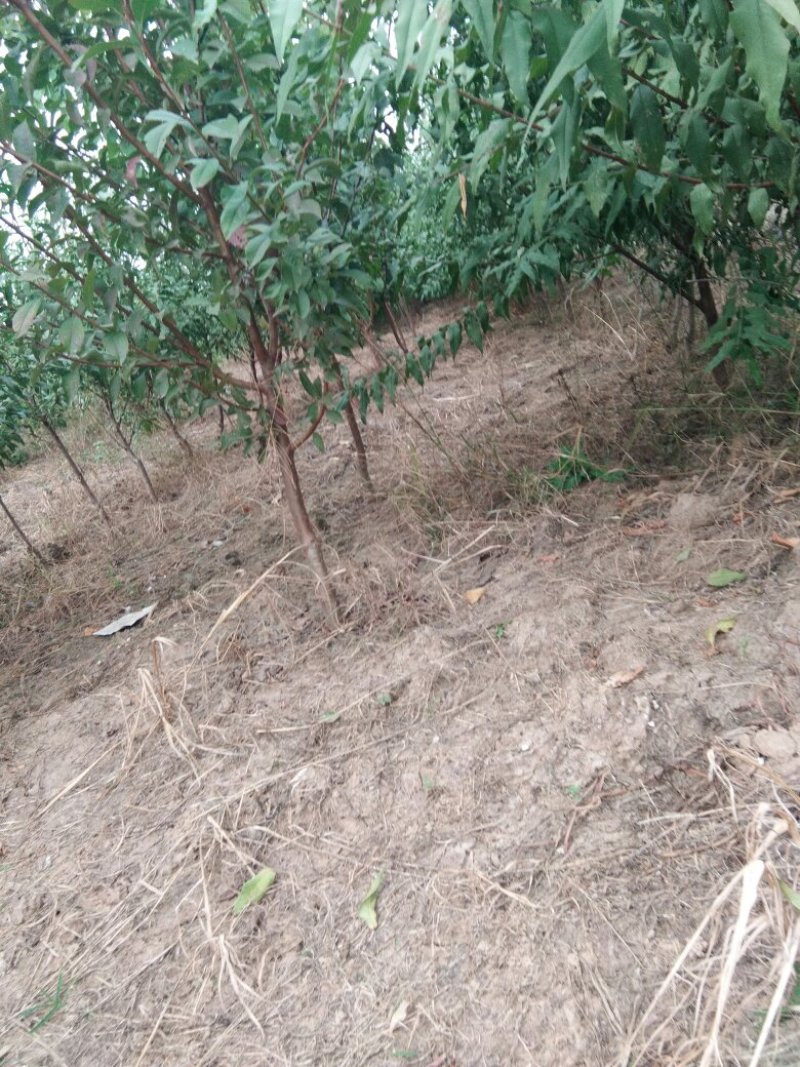 三公分以上桃树，三公分以上的梨树量大有要的联