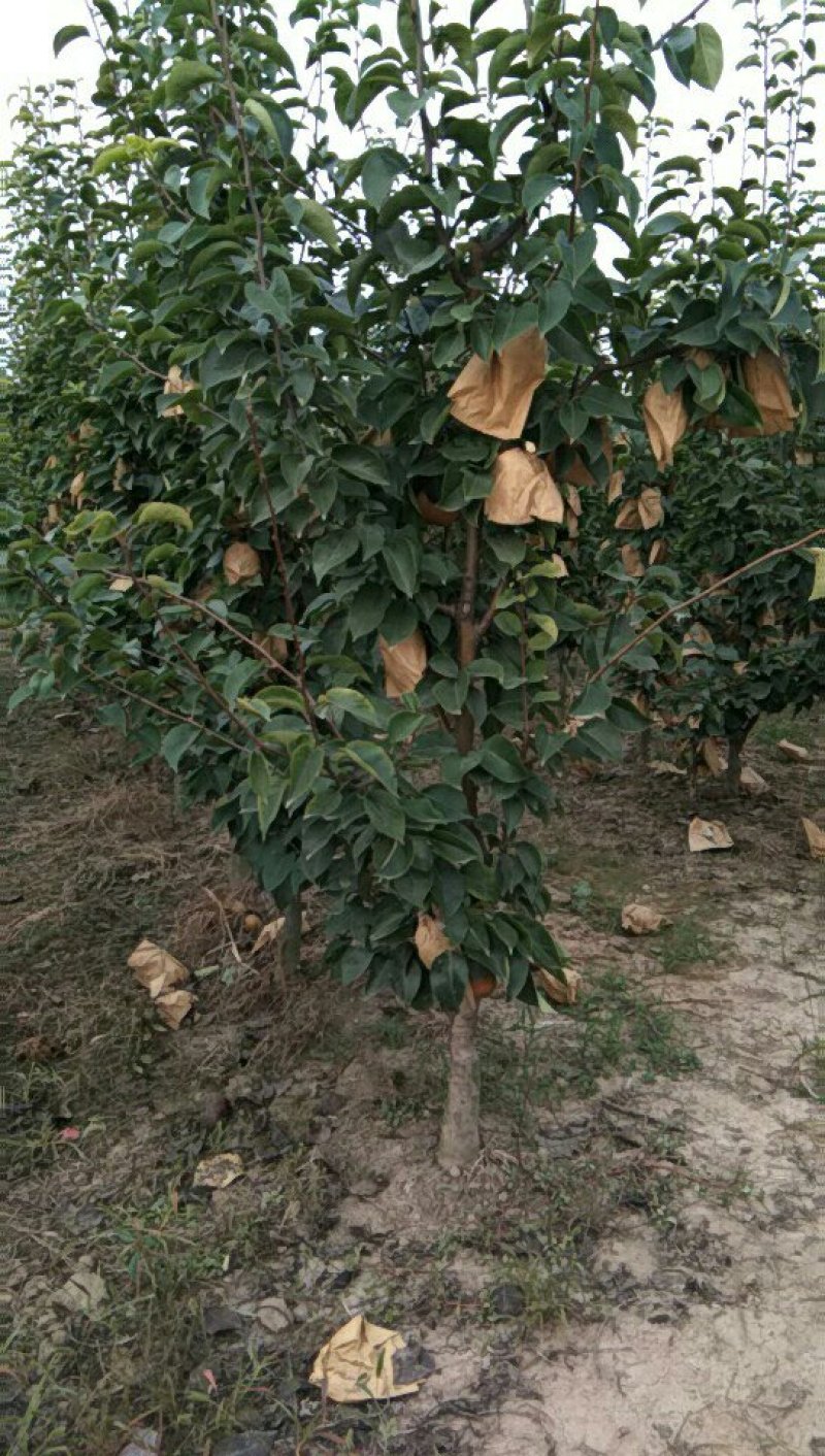 三公分以上桃树，三公分以上的梨树量大有要的联